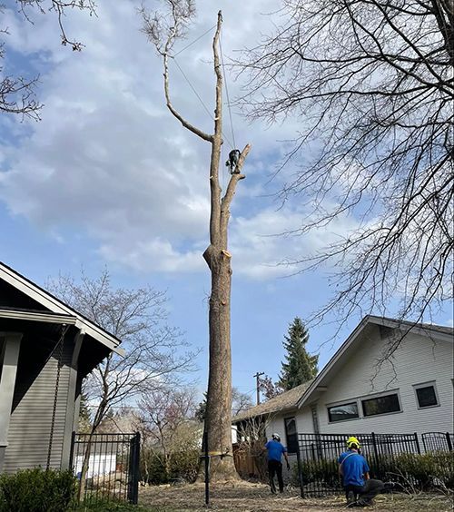 A man is climbing a tree in front of a house.