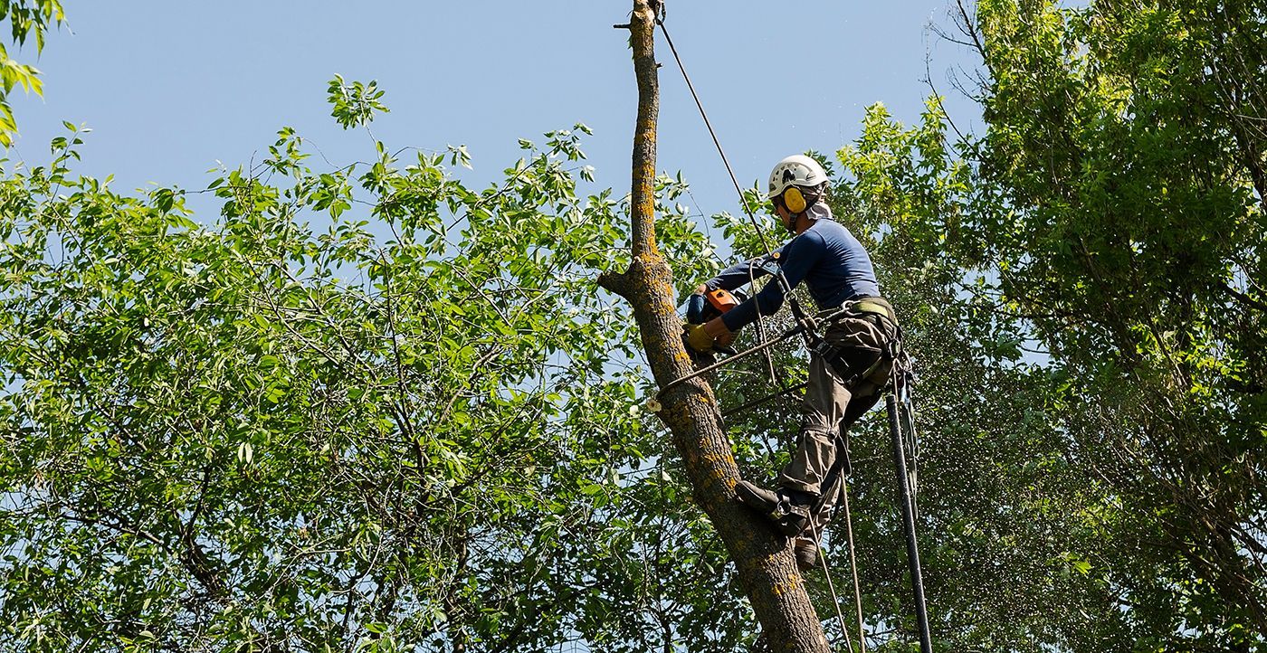Worker using a chainsaw while climbing a tall tree in a leafy forest.