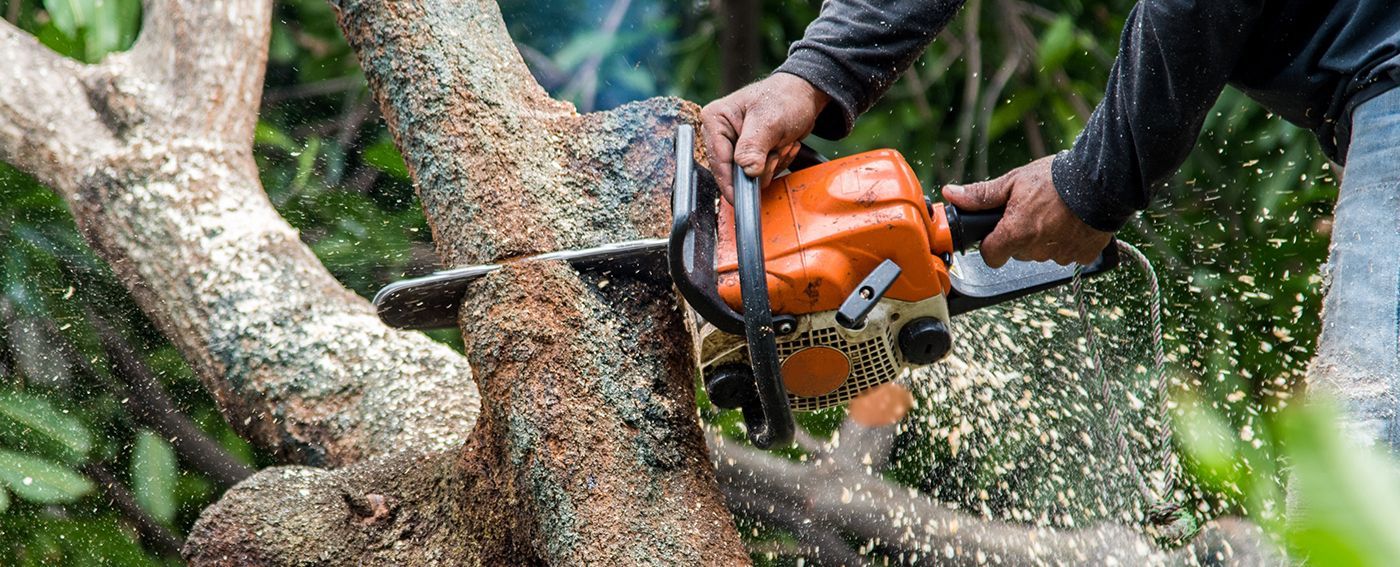 A person using an orange chainsaw to cut a tree trunk; sawdust flies.