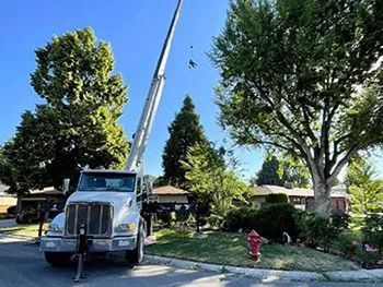 Truck with extended crane arm trimming tree branches in a residential neighborhood. Workers are visible in the arm's basket.