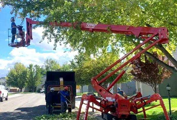 A man is cutting a tree with a crane.