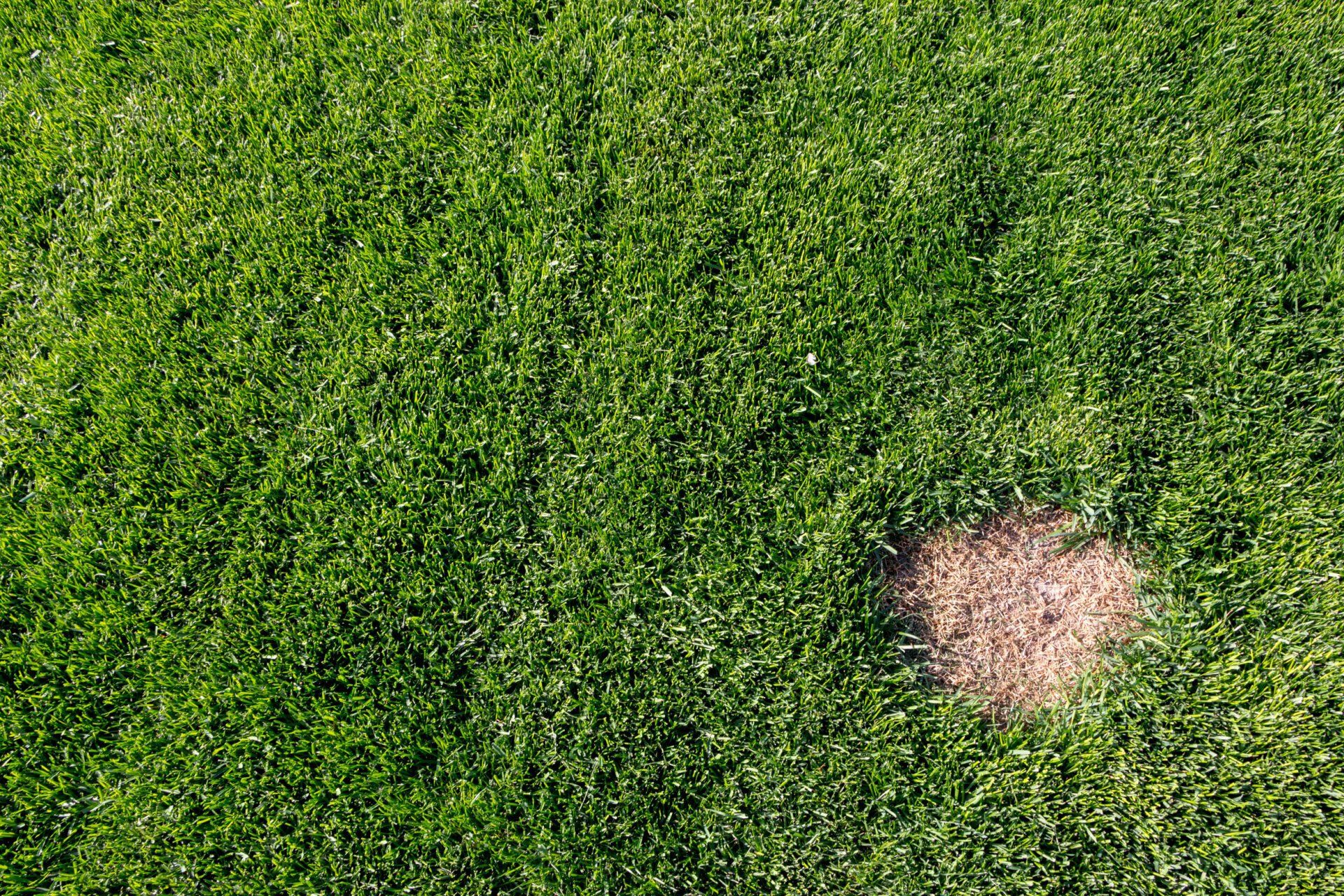 Green field with a small bare patch of brown grass on the right side