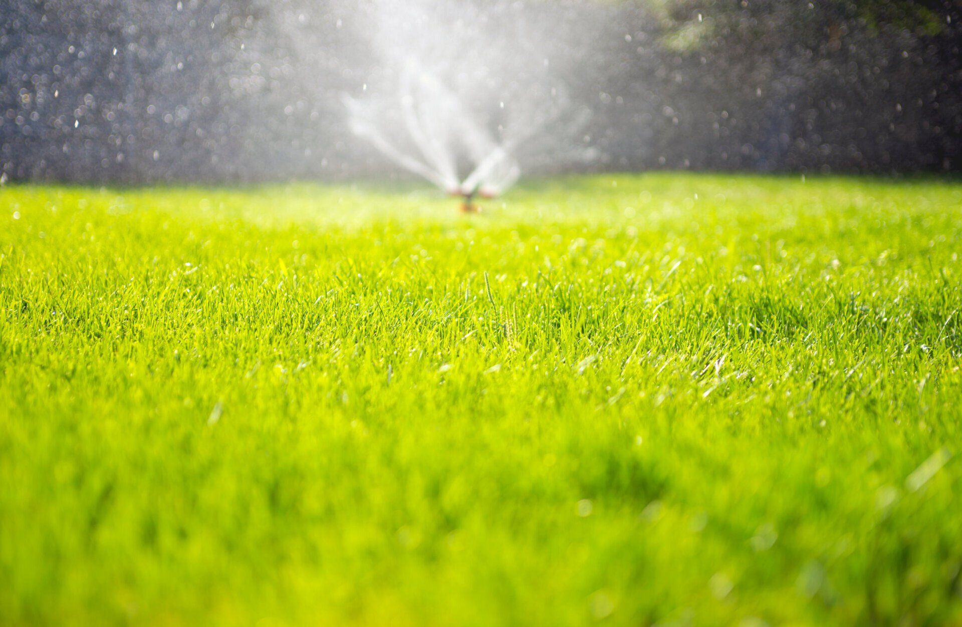 Sprinkler watering a bright green lawn in sunlight