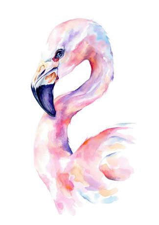 Splash of Pink - copyright Jen Lewis