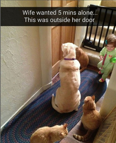 Dog, cats, and toddler outside a closed door. Light-colored dog sits, cats peer, toddler walks with toy.