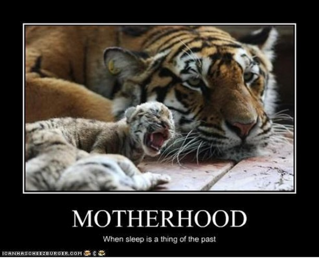 Tiger mother resting near sleeping cubs, one yawning.