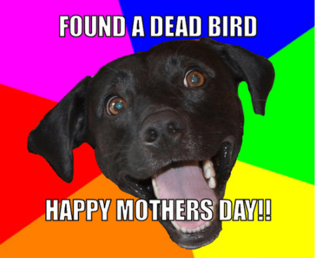 Happy dog with a dead bird, text reads