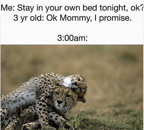 A meme about a child getting into their parent's bed. The top shows a conversation, the bottom shows a cheetah cub cuddling its parent.