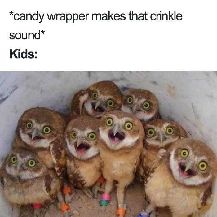 Group of owls with wide eyes and open beaks, reacting to a candy wrapper sound.