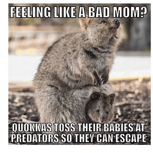 A quokka with a baby in her pouch, meme text: