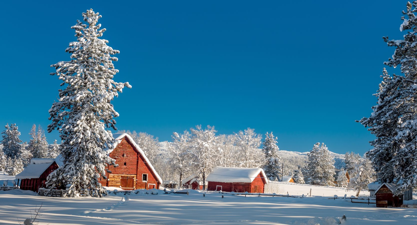 Red barns and trees covered in snow against a bright blue sky. Winter landscape.