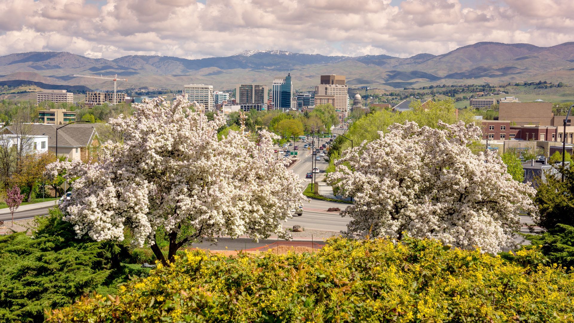 Blooming trees frame a city skyline with mountains in the background under a cloudy sky.
