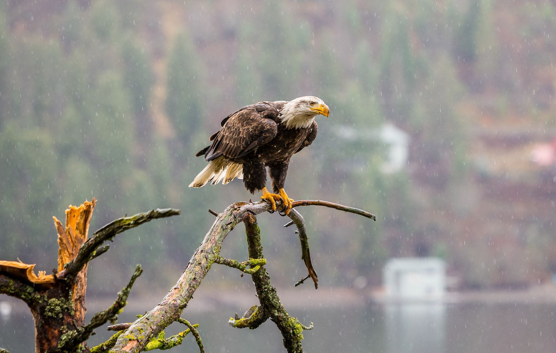 Bald eagle perched on mossy branch above misty lake, with forested shoreline in the background