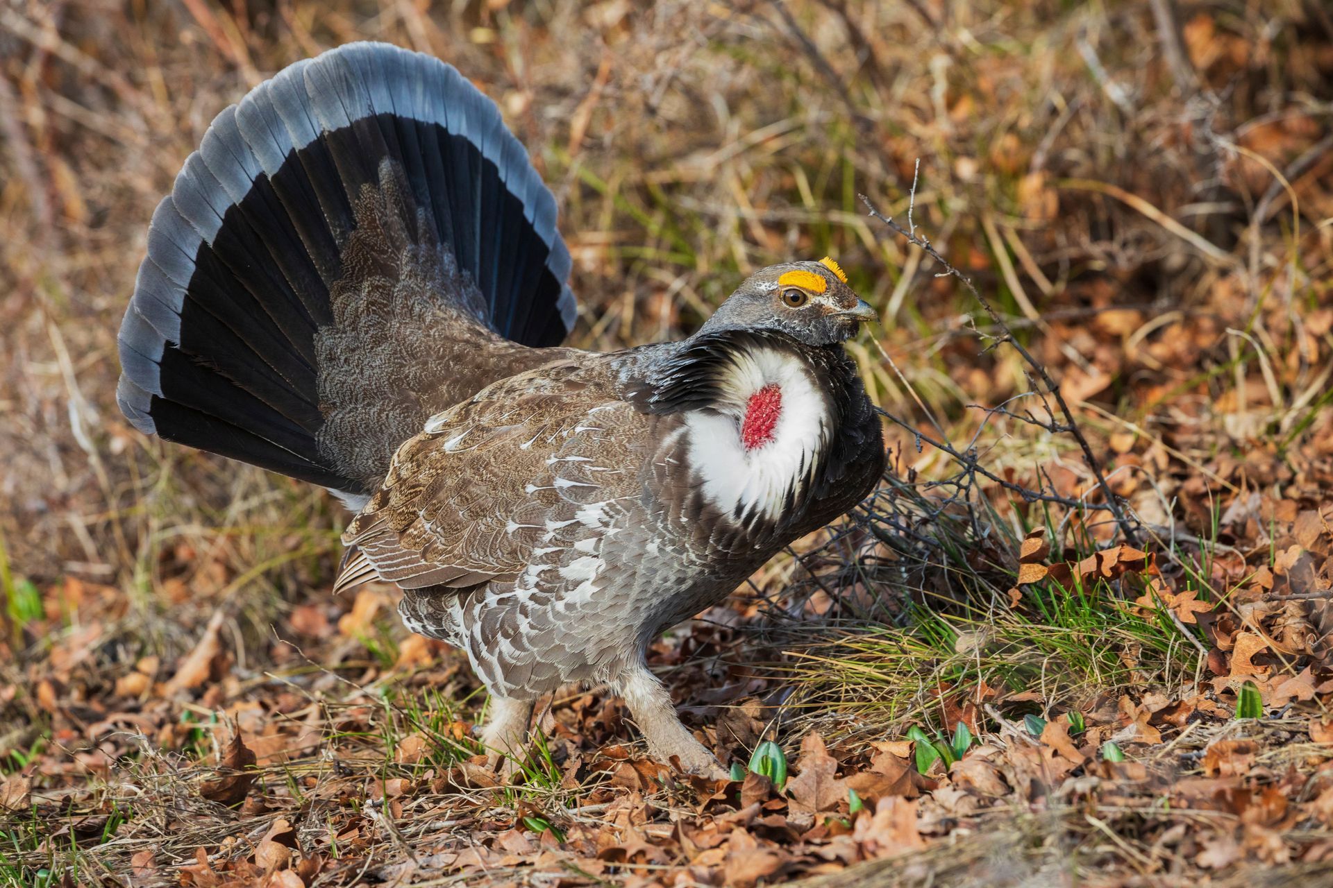 Male sage grouse displaying with fanned tail and white chest ruff in dry grass and leaves