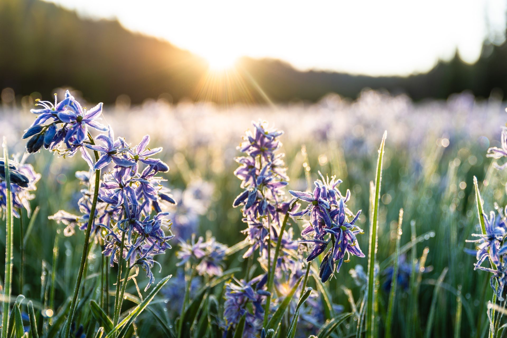 Blue wildflowers in a field at sunrise, with bright sunlight and a blurred background.