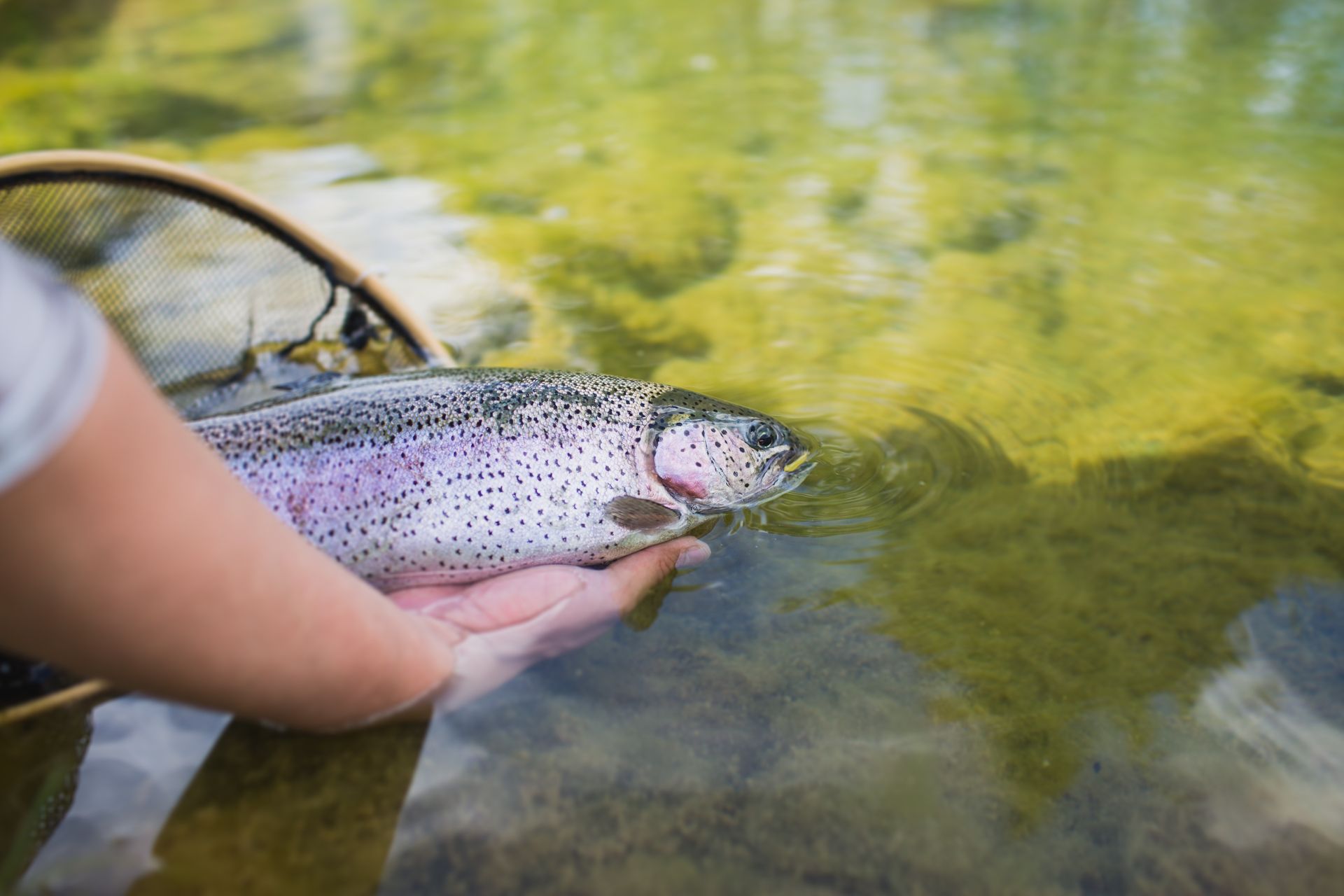 Hands holding a speckled fish in shallow clear water near the riverbank