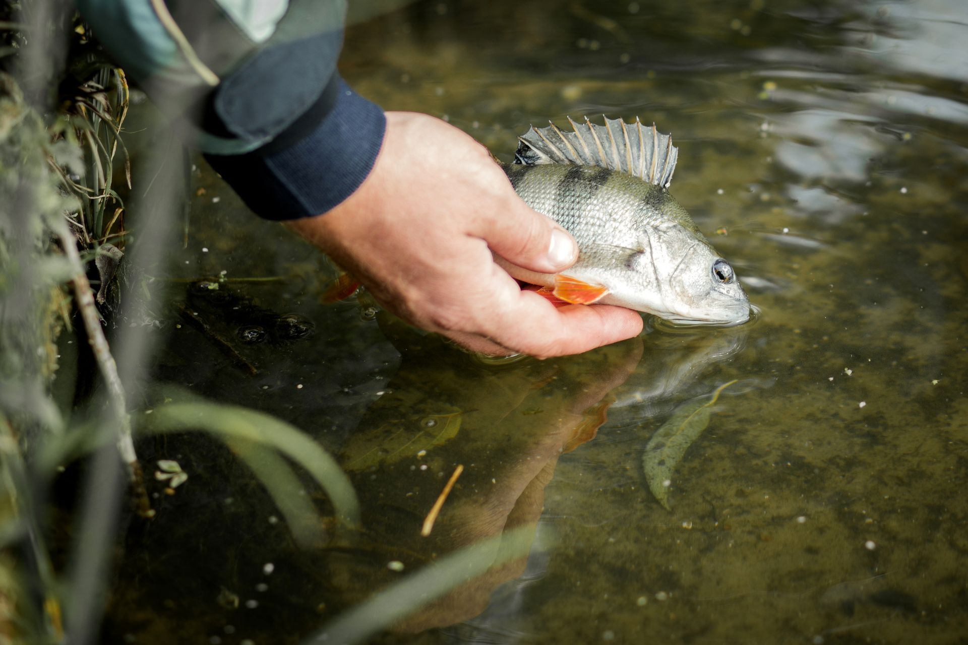 Hand holding a small silver fish above shallow water with reeds
