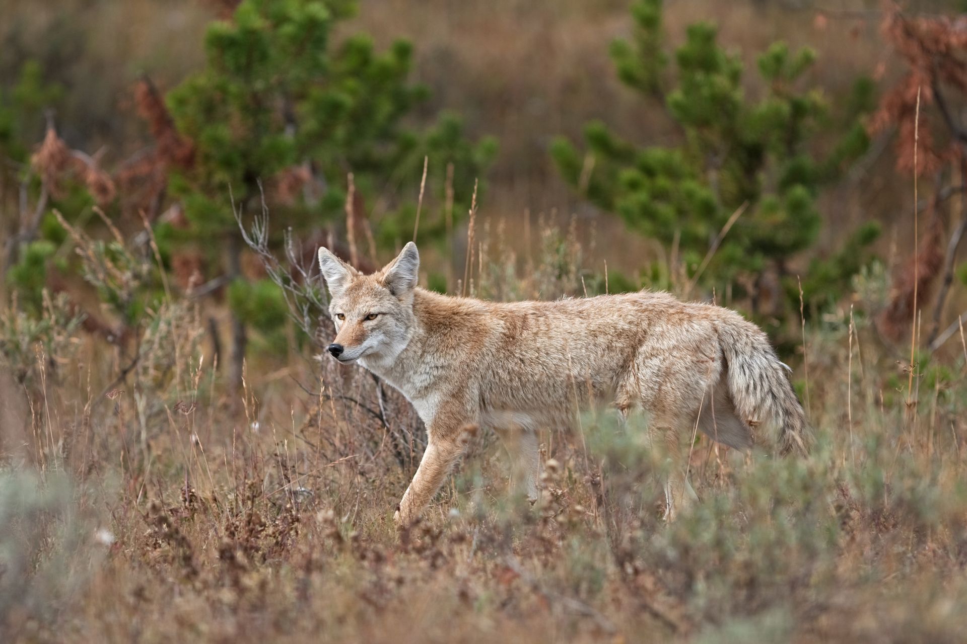 Coyote standing in tall grass, alert in a scrubby field with blurred green and brown shrubs.