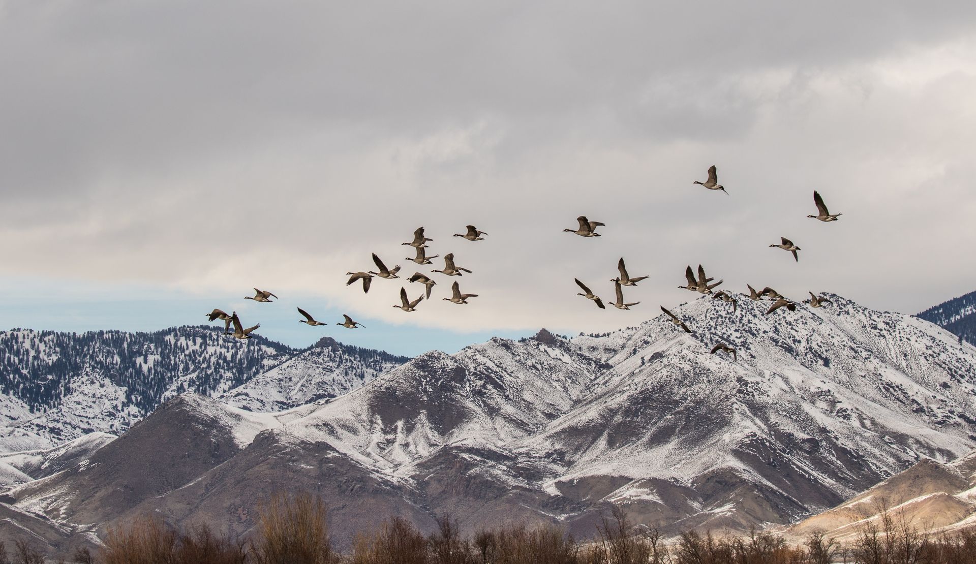 Flock of birds flying over snow-covered mountains under a cloudy sky