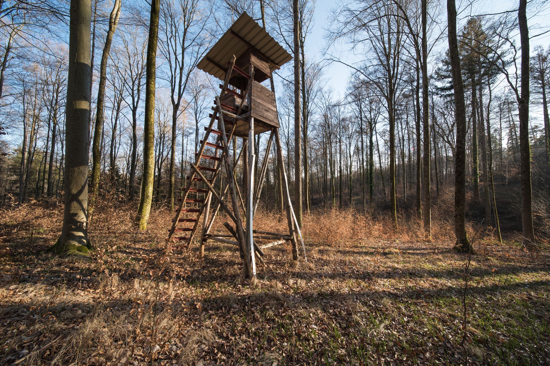 Wooden hunting stand in a leafless forest with a ladder and raised platform