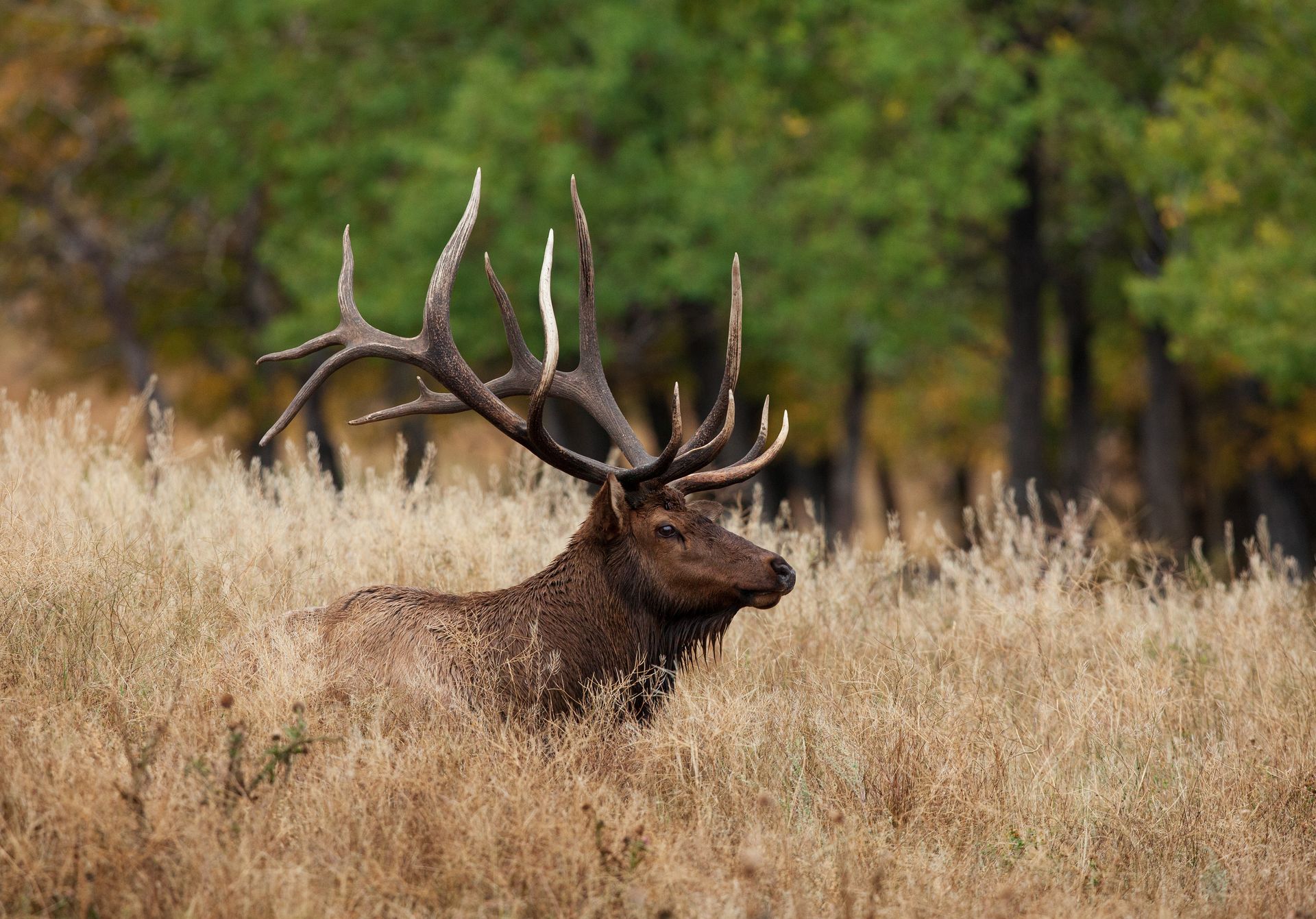 Stag with large antlers standing in tall grass, with forest trees blurred in the background.