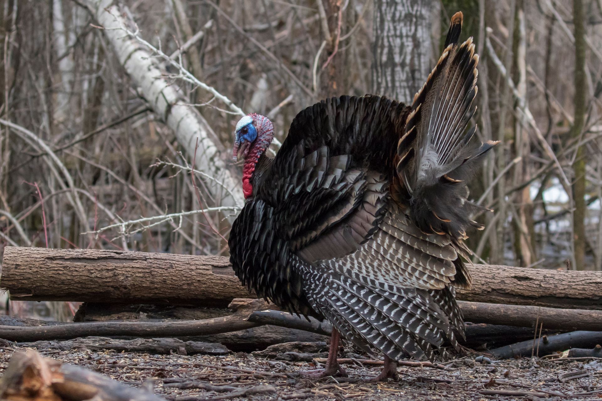 Turkey standing in a wooded area with tail fanned and feathers displayed