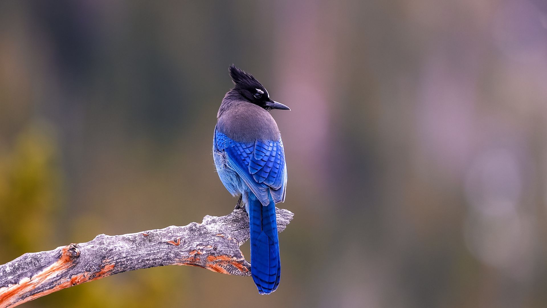 Blue bird perched on a branch against a blurred background