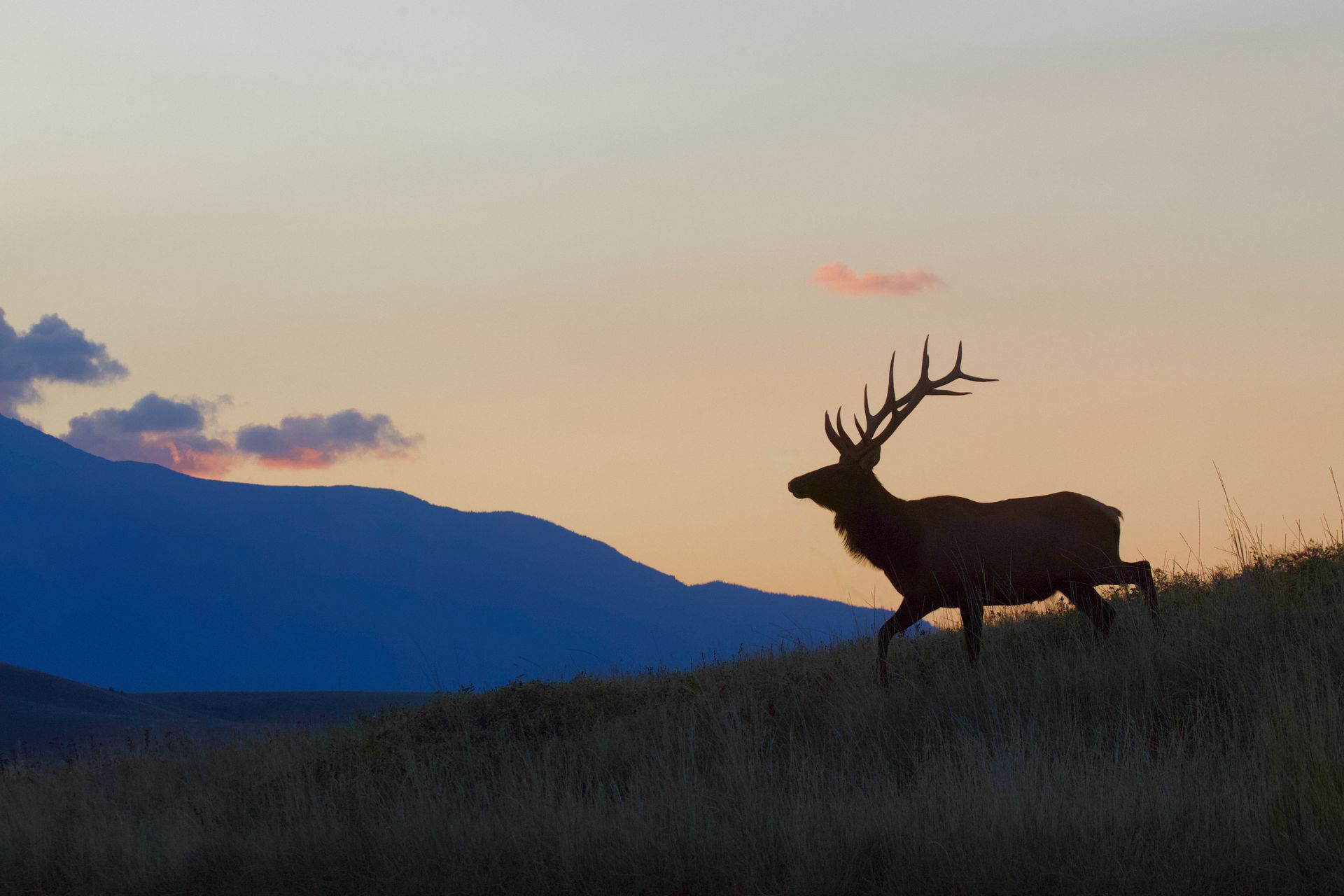 Silhouetted stag on a grassy hill at sunset, with blue mountains and a pastel sky