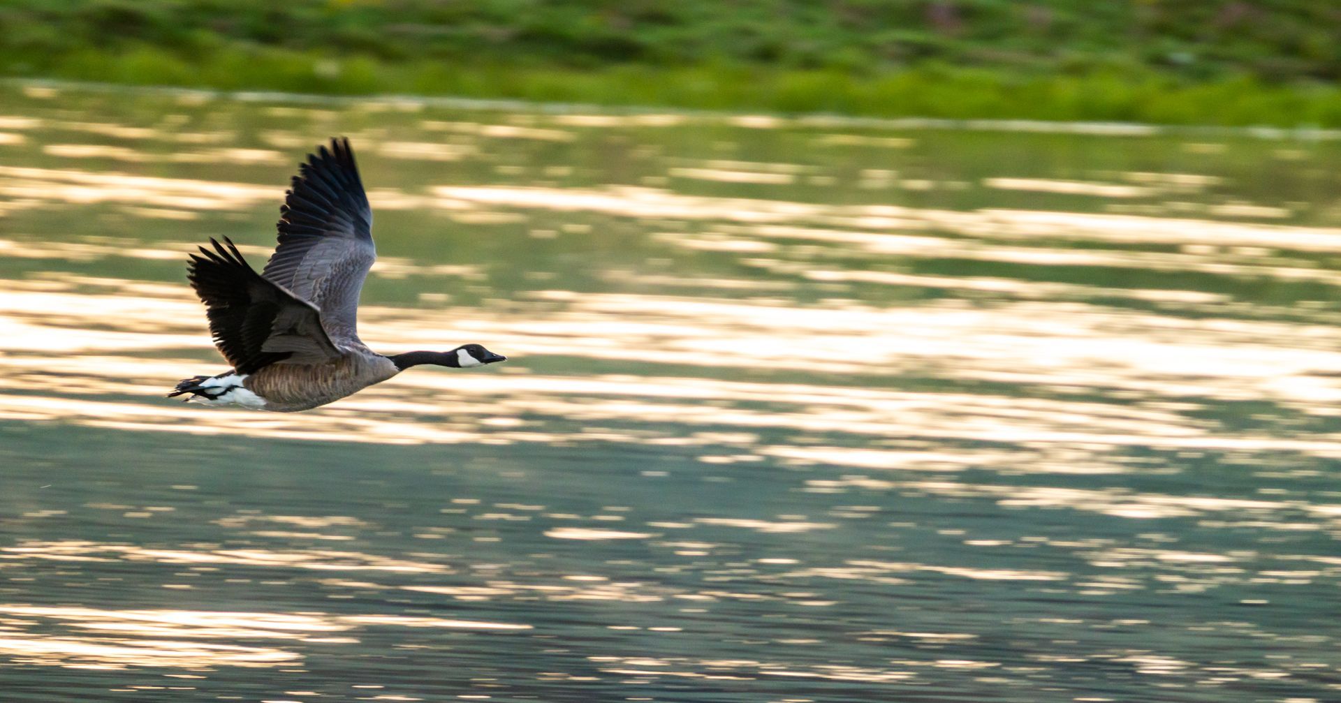 Duck flying low over a sunlit lake with rippling water and a green shoreline in the background