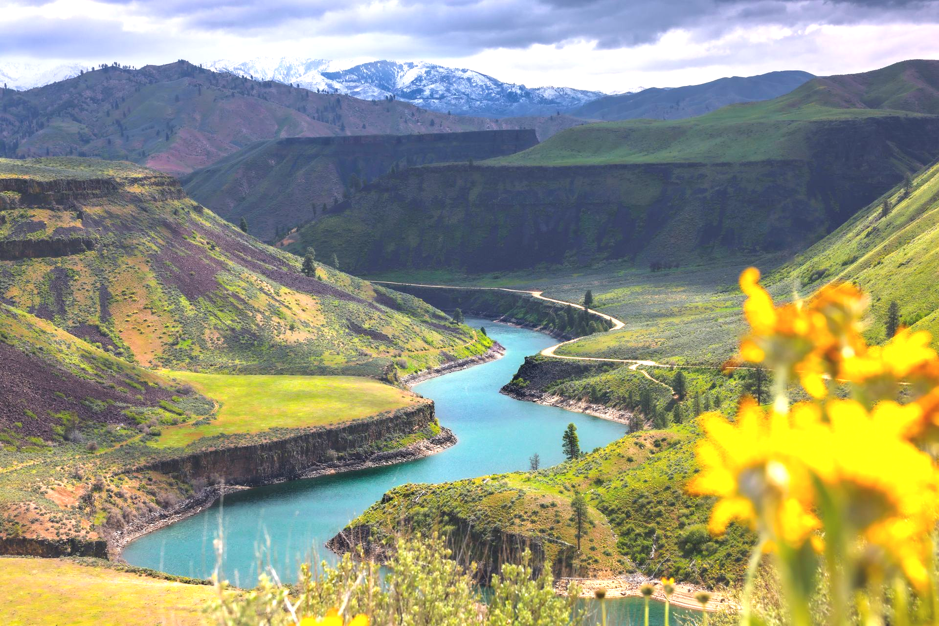 Turquoise river winding through a green canyon with mountains in the background, yellow flowers in foreground.