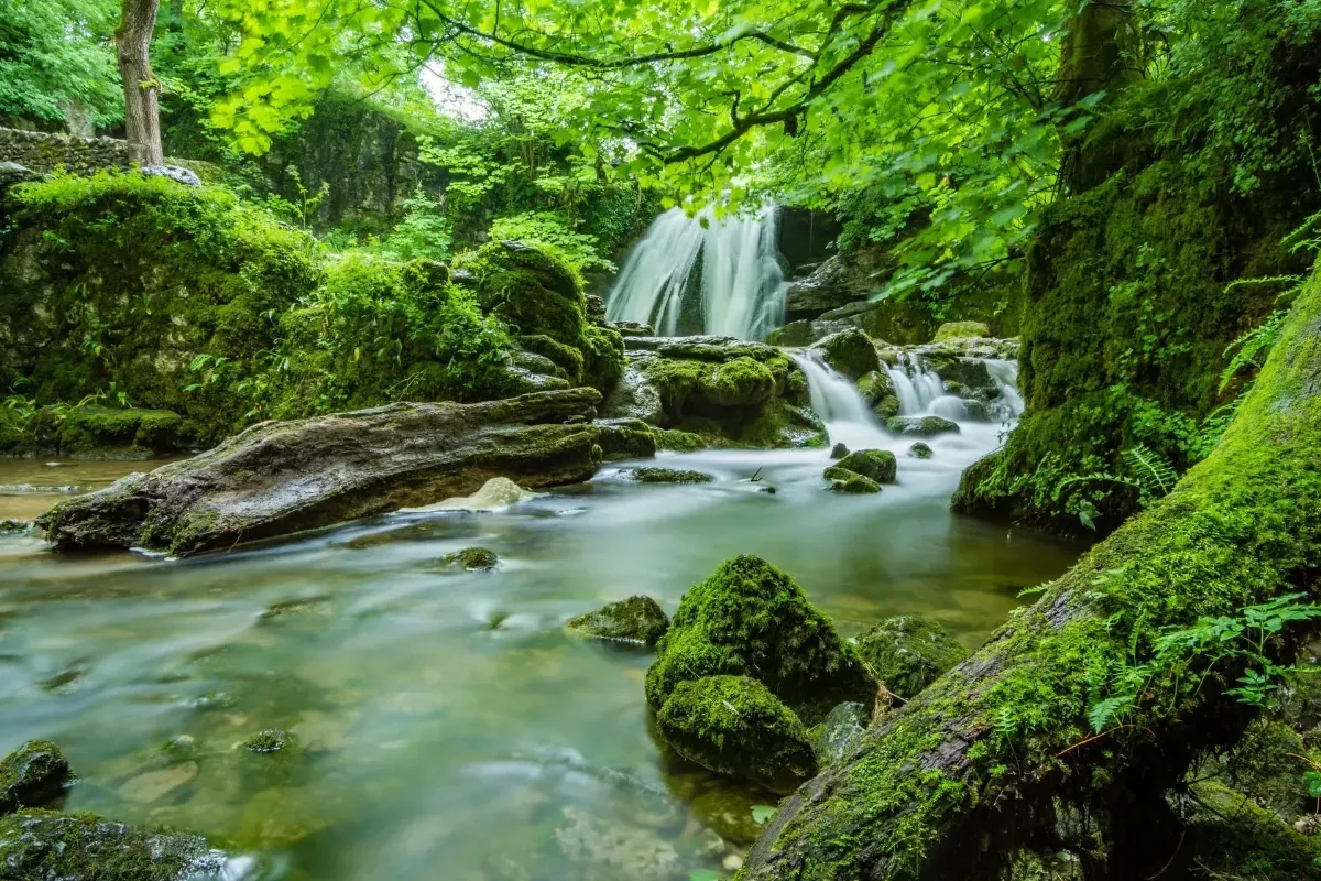 A river flowing through a lush green forest with a waterfall in the background.