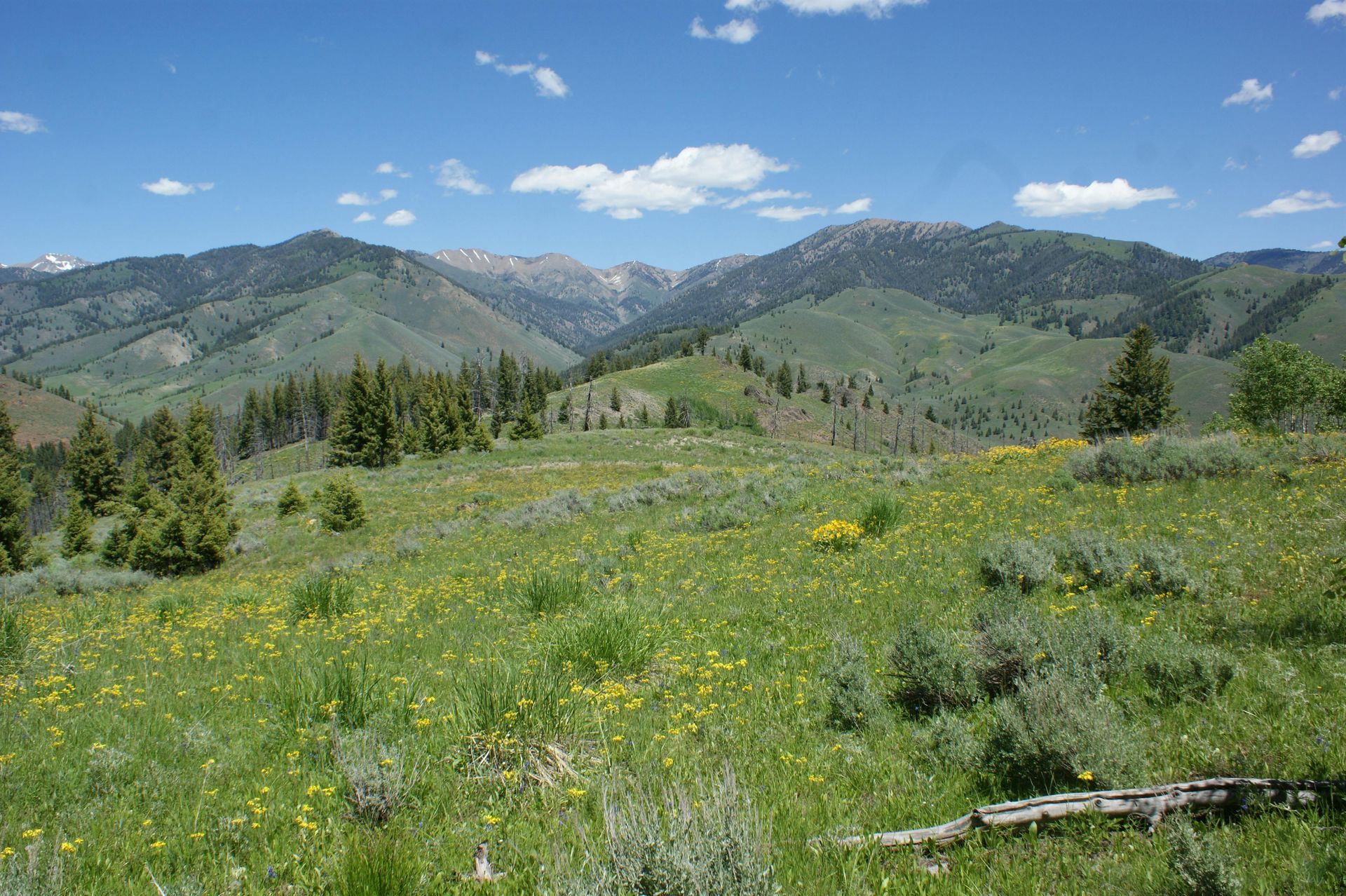 Green grassy field with yellow wildflowers, trees, and mountain range under a blue sky.