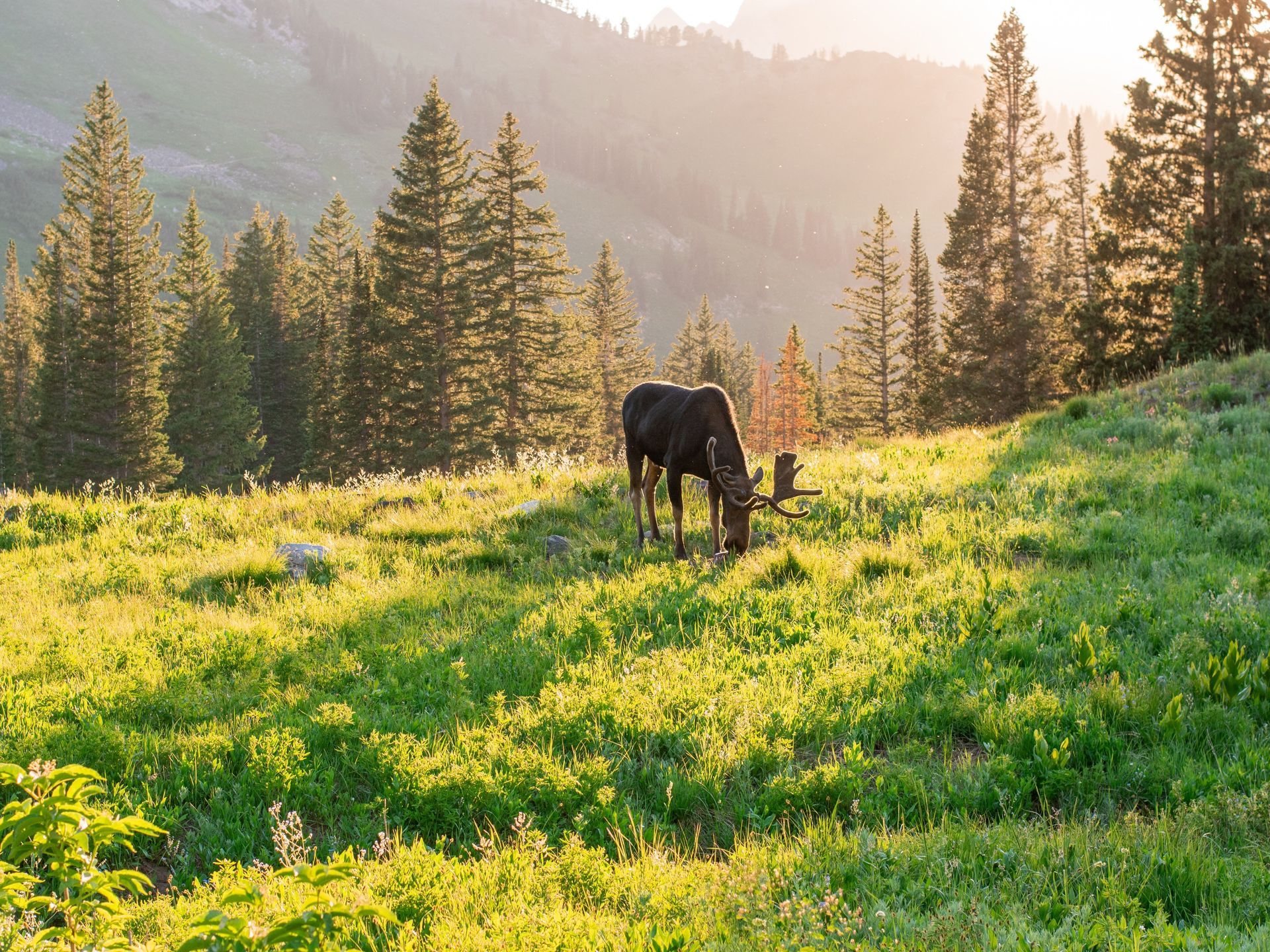 Moose grazing in a sunlit meadow with pine trees and mountains in the background