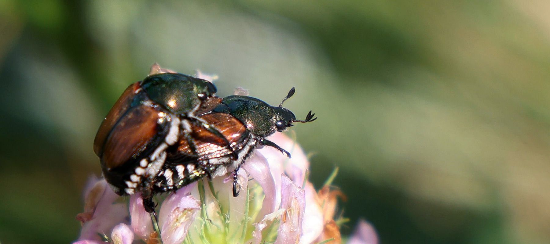 Popillia Japonica