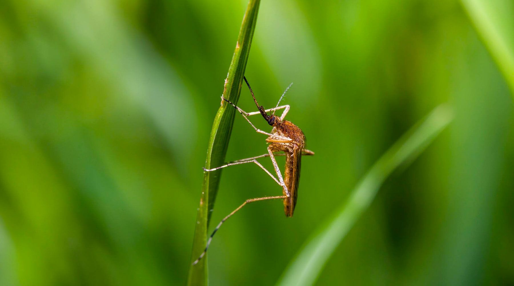 zanzara risaia