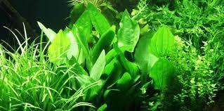piante per acquario