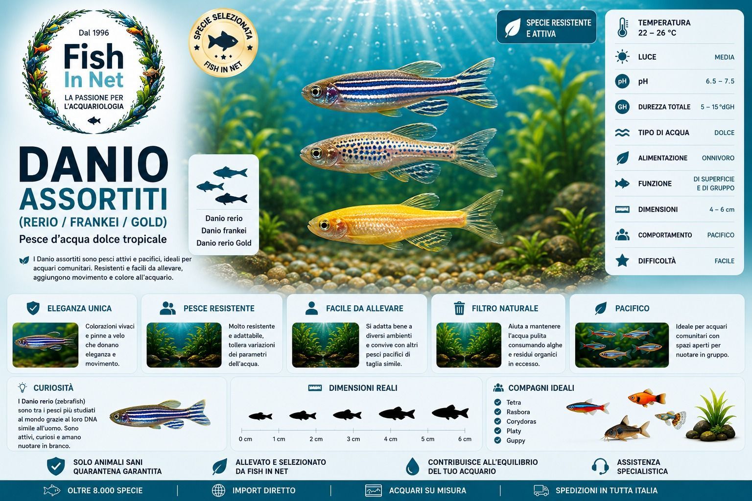 Danio assortiti (Danio rerio, Danio frankei e Danio rerio Gold) - pesci tropicali d'acqua dolce Fish In Net