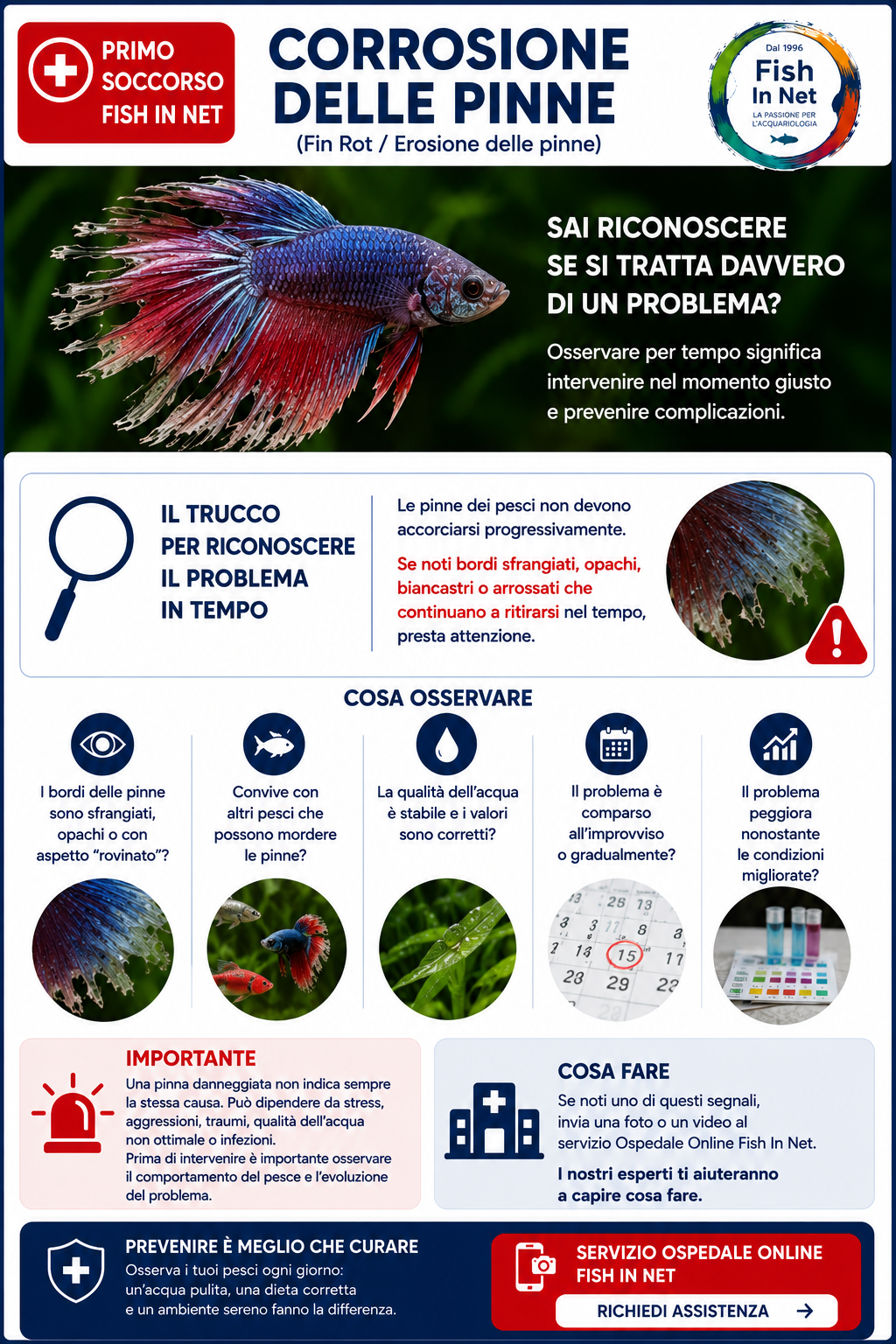 Corrosione delle pinne nel Betta - Fish In Net