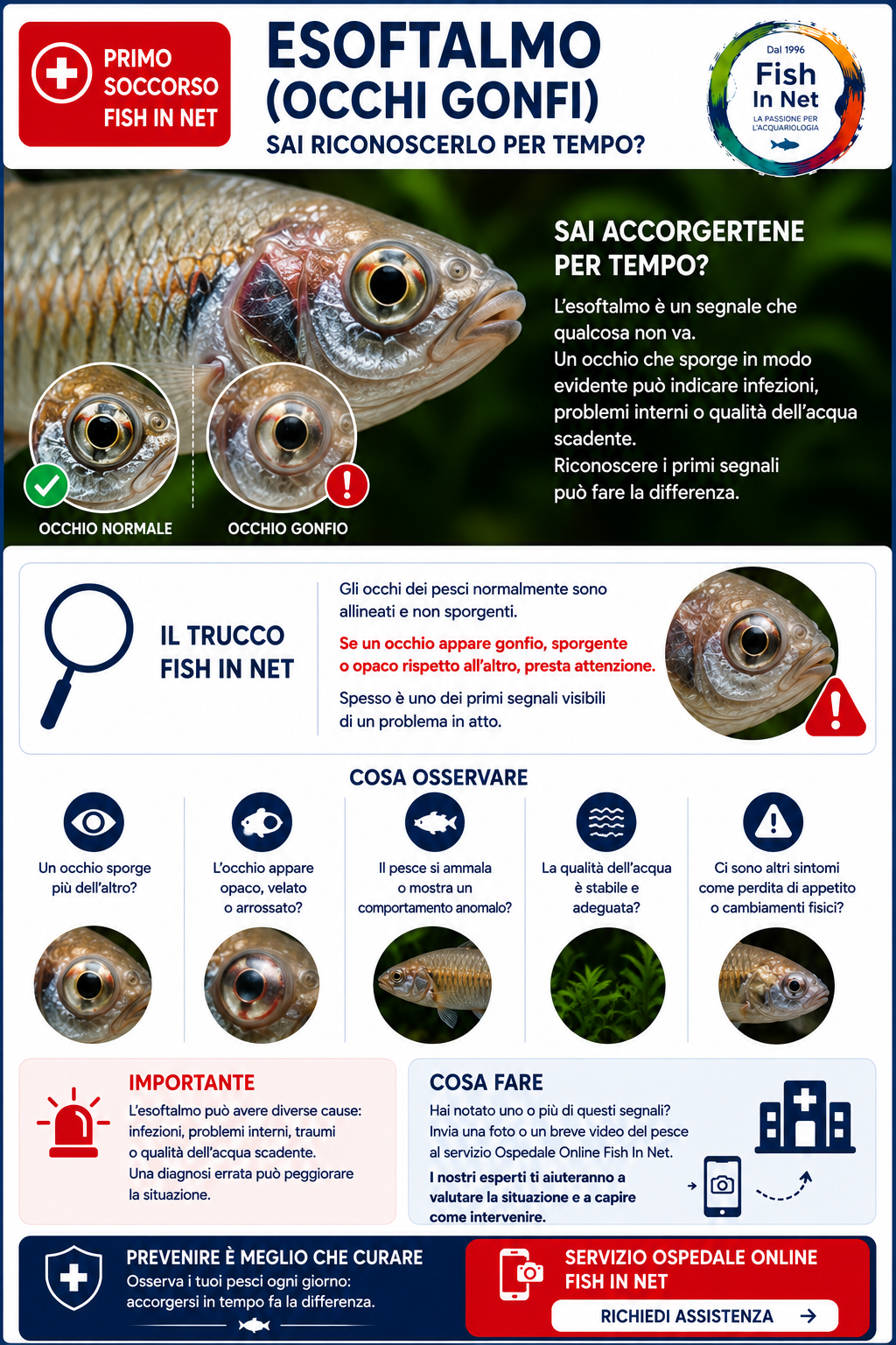 Esoftalmia nei pesci d'acquario