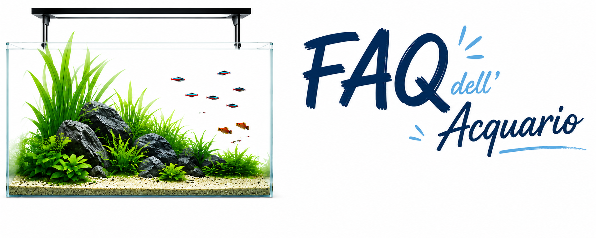Banner FAQ dell'acquario: consigli pratici per la gestione e la manutenzione dell'acquario
