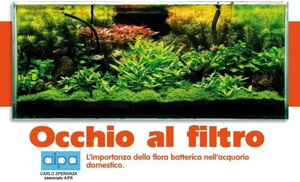 Filtro biologico dell'acquario - perché è fondamentale per l'equilibrio della vasca