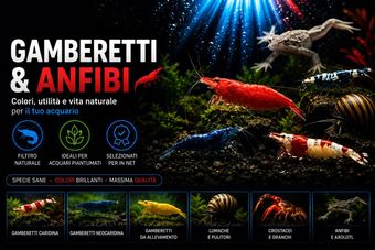 Gamberetti d'acqua dolce e anfibi disponibili su Fish In Net