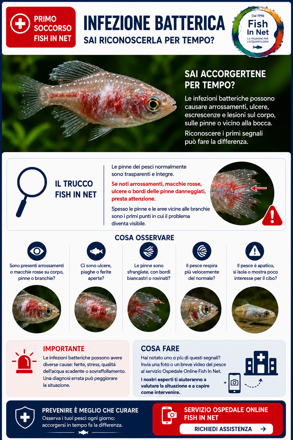 Infezione batterica nei pesci d'acquario - Fish In Net
