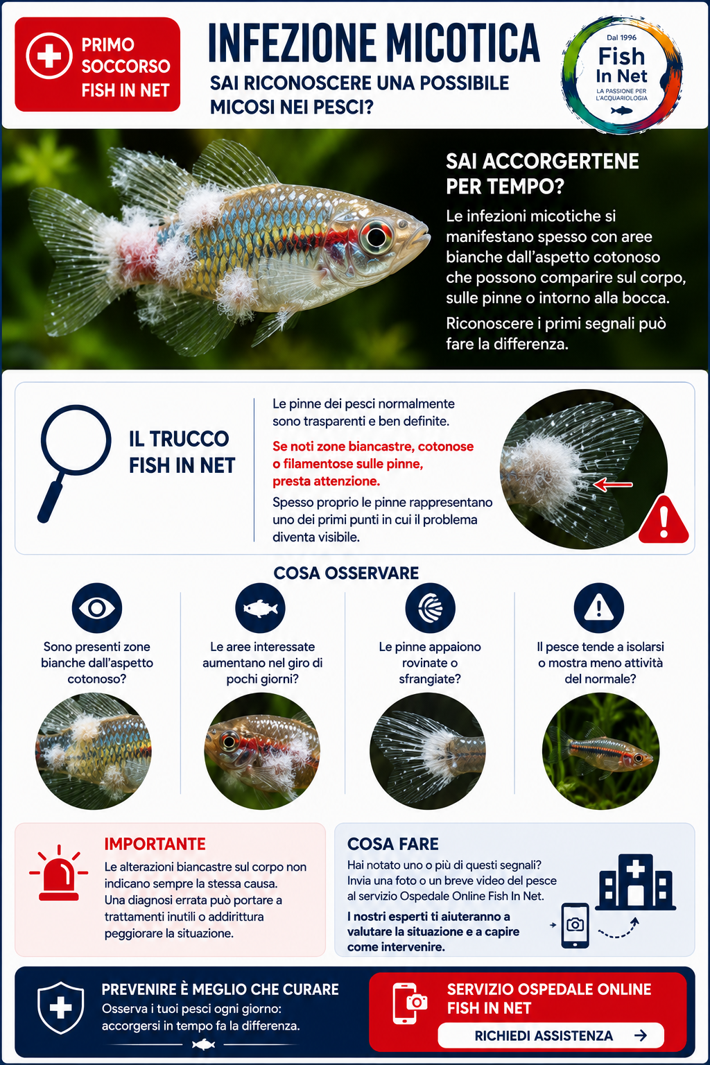 Micosi nei pesci d'acquario - Sintomi principali