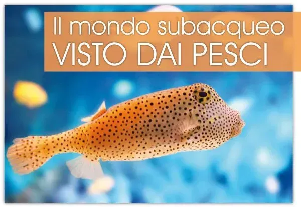 Pesce palla d'acqua dolce - curiosità di acquariofilia Fish In Net
