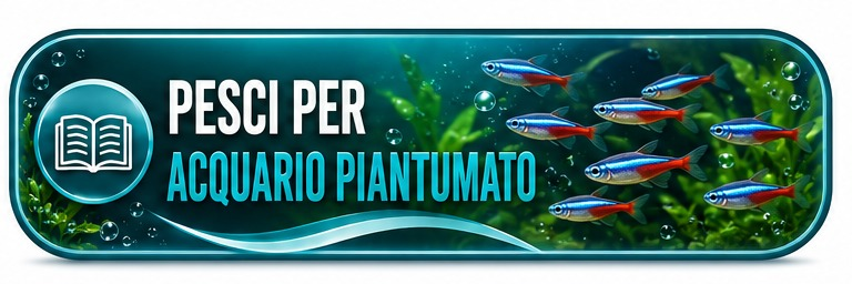 Guida rapida Fish In Net - pesci ideali per acquario piantumato