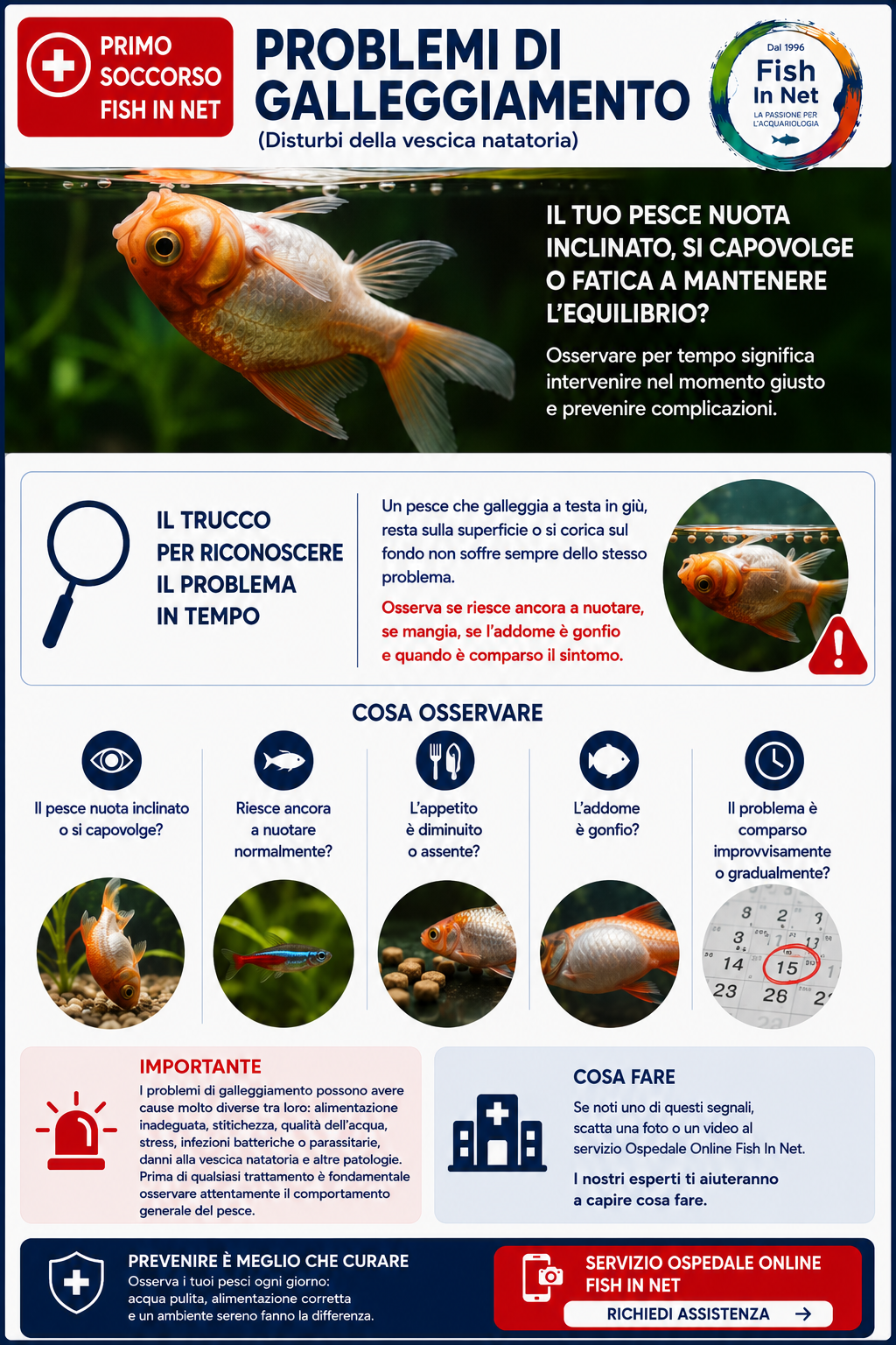 Problemi di galleggiamento nei pesci d'acquario - Fish In Net