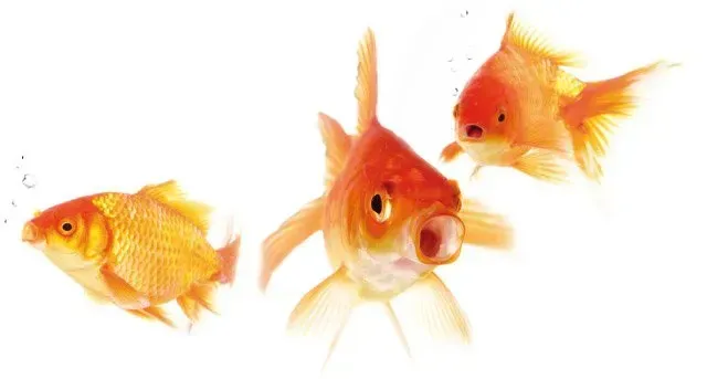 Come respirano i pesci - curiosità e approfondimenti Fish In Net