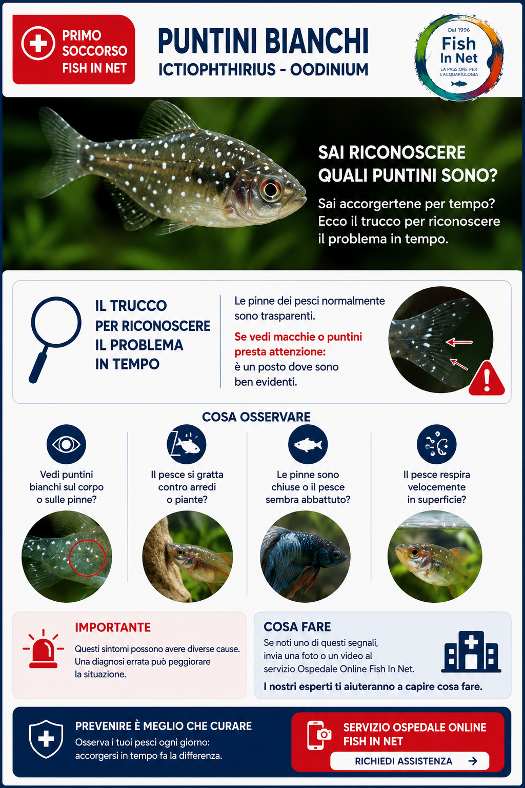 Ictio o malattia dei puntini bianchi nei pesci d'acquario