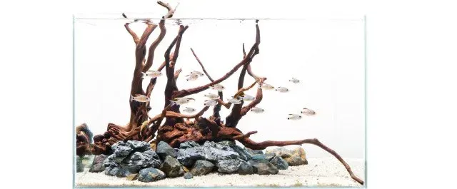 Aquascaping naturale con radici e rocce - ispirazione Fish In Net